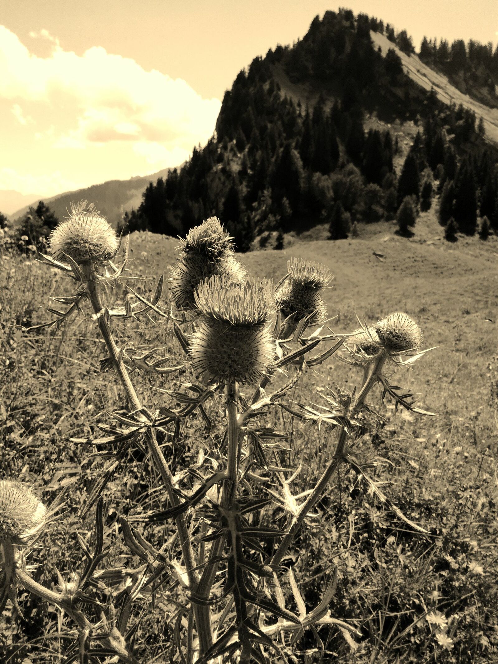 Description de l'image